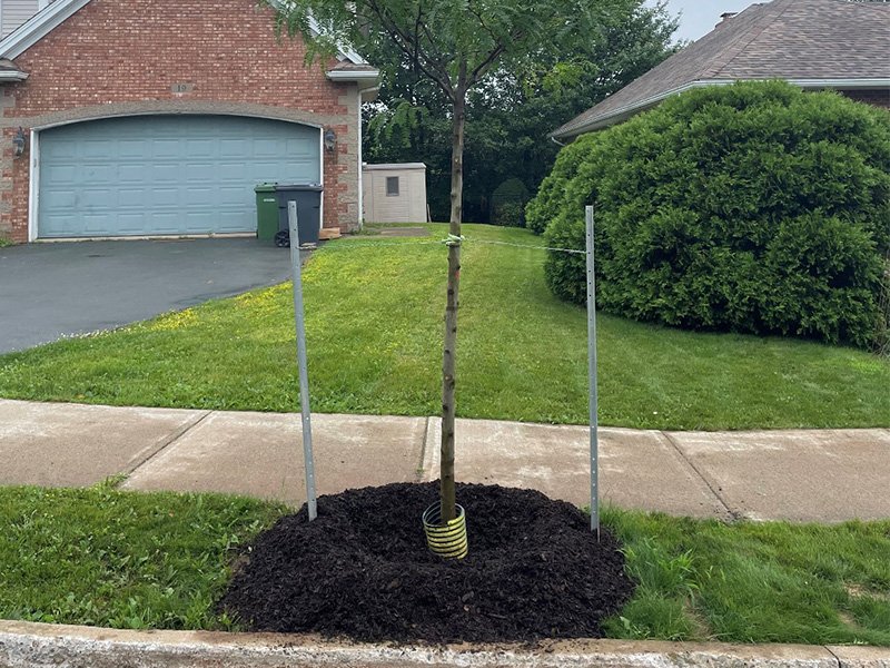 Image of tree on boulevard with soil around the base 